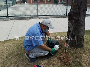 端州中学防治红火蚁