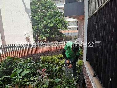 怀集抓蛇捕蛇工程