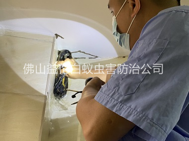 肇庆房屋治白蚁工程