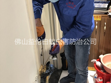 端州上门防治白蚁工程